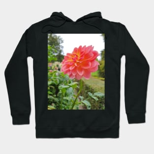 Pretty Pink and Yellow Dahlia Hoodie